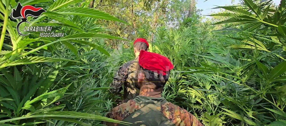 Rinvenuta una maxi piantagione di marijuana nelle campagne di Rizziconi, una persona in manette