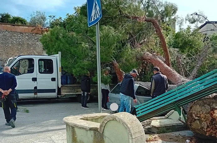 Roccella in Comune: “Serve chiarezza sulla caduta del pino. Solo un miracolo ha evitato la tragedia”