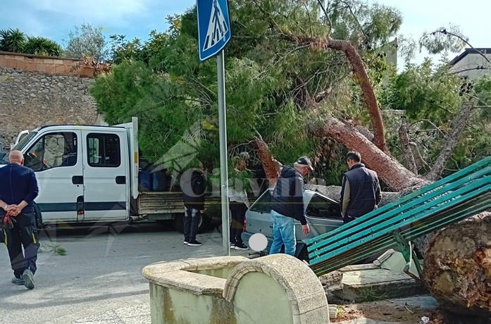 Roccella in Comune: “Serve chiarezza sulla caduta del pino. Solo un miracolo ha evitato la tragedia”