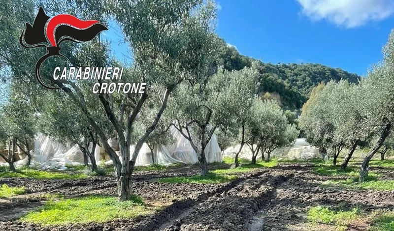 Frantoi irregolari nel Crotonese: denunciati tre imprenditori Frantoi irregolari nel Crotonese: denunciati tre imprenditori