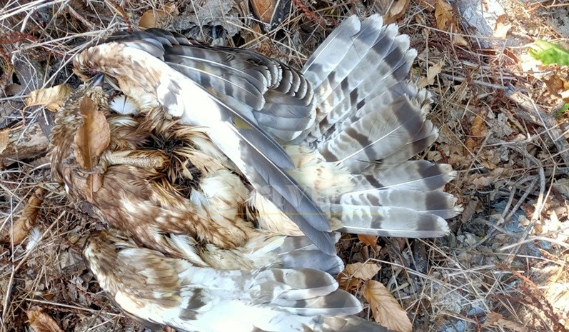 Allarme bracconaggio in provincia di Reggio. Poiana uccisa a fucilate a Riace
