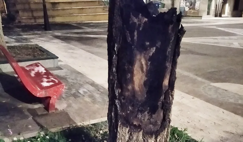 Vandali in azione a Placanica, incendiato un albero in piazza