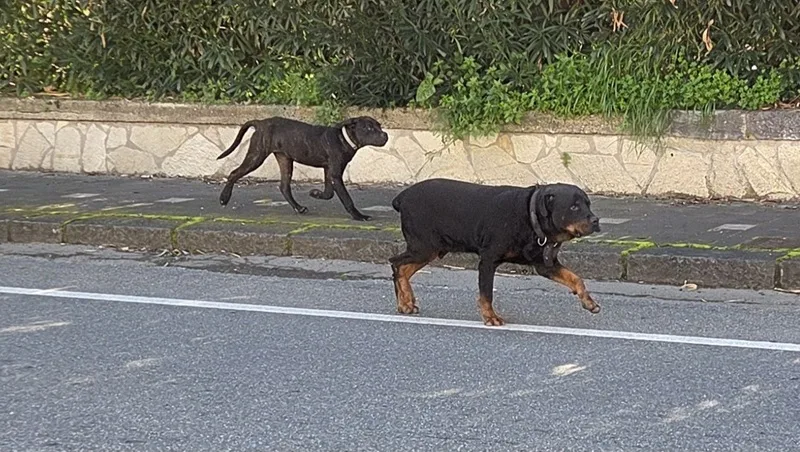 Cani di grossa stazza in giro liberi per le vie di Caulonia, nonostante il collare Cani di grossa stazza in giro liberi per le vie di Caulonia, nonostante il collare