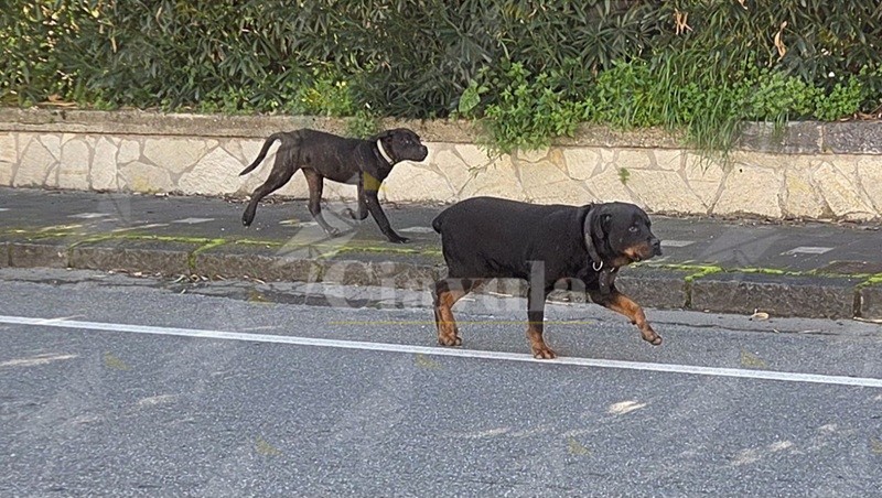 Cani di grossa stazza in giro liberi per le vie di Caulonia, nonostante il collare