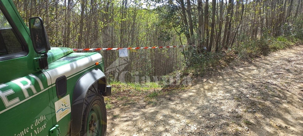 Sorpresi a tagliare illegalmente alberi nel reggino, 8 persone denunciate