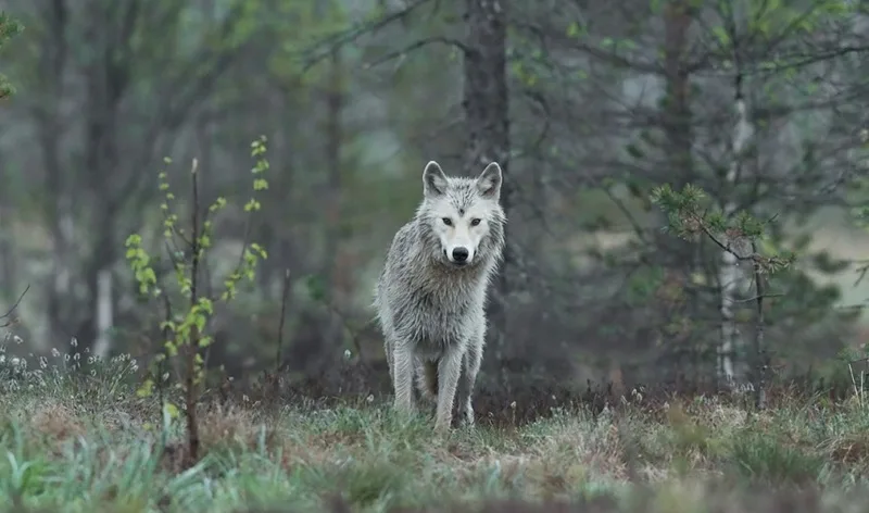 Lupi avvistati nel centro di Stalettì: paura tra i residenti