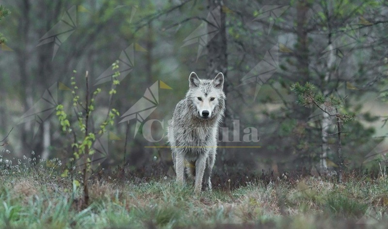 Lupi avvistati nel centro di Stalettì: paura tra i residenti