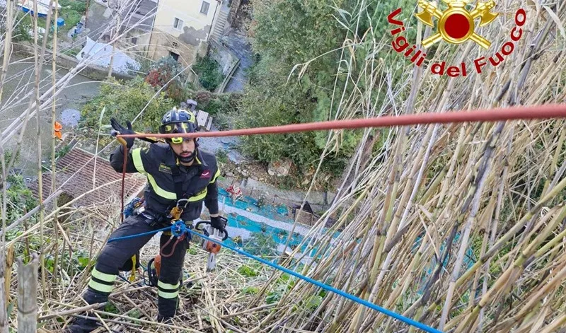 Alberi pericolanti su un costone a strapiombo a Pizzo: intervengono i vigili del fuoco Alberi pericolanti su un costone a strapiombo a Pizzo: intervengono i vigili del fuoco