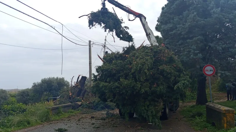Caulonia: SP88 riaperta dopo la caduta dell’albero