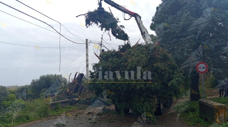 Caulonia: SP88 riaperta dopo la caduta dell’albero