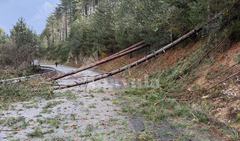 Alberi crollati lungo le strade a Nardodipace per il maltempo. Il sindaco: “Rischi e disagi si potevano evitare rispettando l’ordinanza”