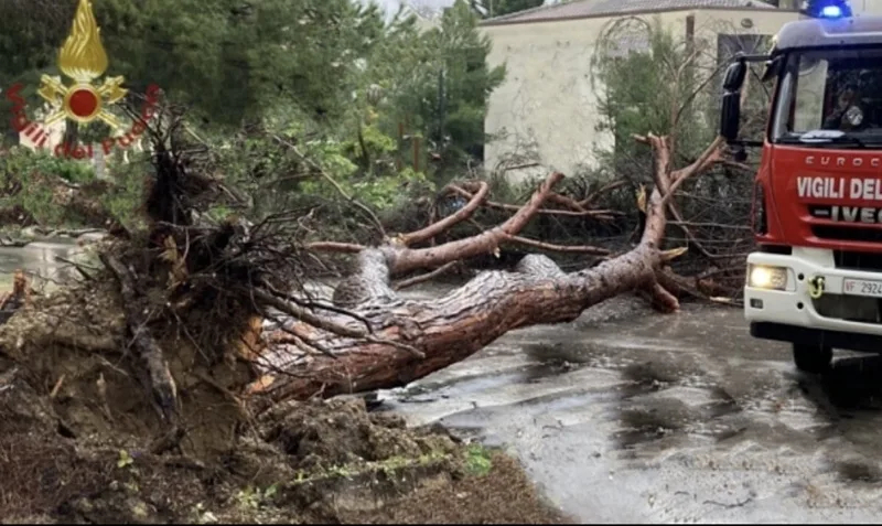 Disagi alla viabilità nel Cosentino per il maltempo: grosso albero crolla sulla strada
