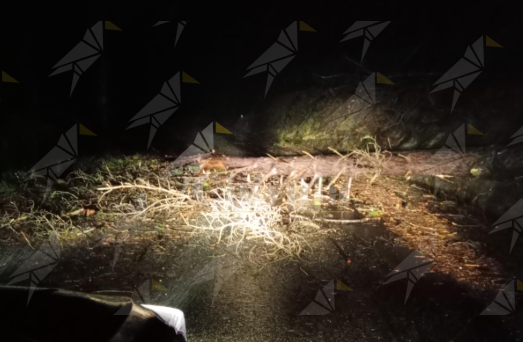 Strade pericolose e alberi che crollano: l’allarme del sindaco di Nardodipace