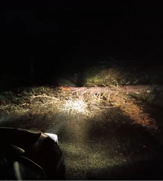 Strade pericolose e alberi che crollano: l’allarme del sindaco di Nardodipace