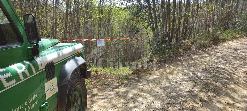 Taglio di alberi senza autorizzazione nell’Aspromonte: multati i responsabili