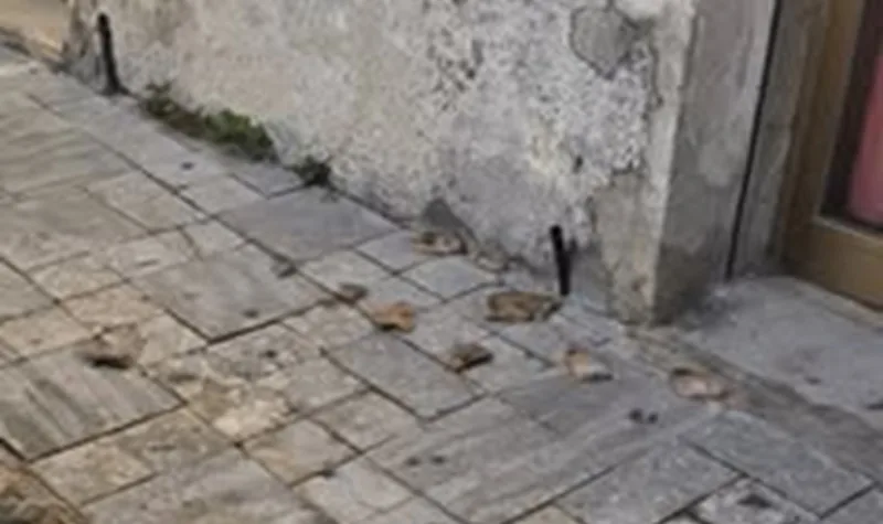 Terremoto in Calabria, la Protezione Civile di Caulonia: “Cadute alcune tegole in Piazza Mese, nessun danno”