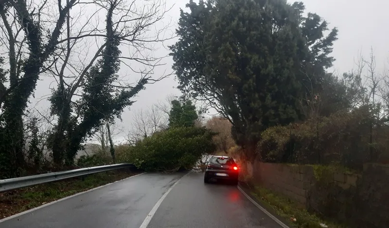 Maltempo, albero crolla sulla strada nel catanzarese