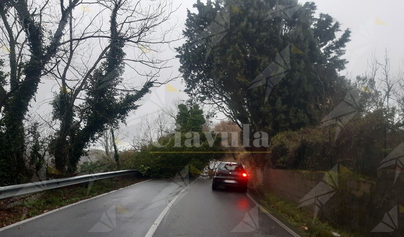 Maltempo, albero crolla sulla strada nel catanzarese