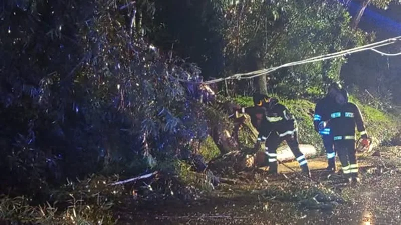 Albero caduto sulla strada per Caulonia Centro: la Protezione Civile invita alla prudenza