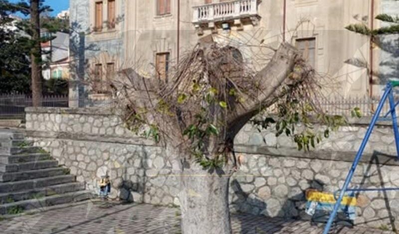 Taglio degli alberi a Caulonia, Lucia Spanò: “Ciò che non fecero i cicloni lo fece l’amministrazione Cagliuso” Taglio degli alberi a Caulonia, Lucia Spanò: “Ciò che non fecero i cicloni lo fece l’amministrazione Cagliuso”
