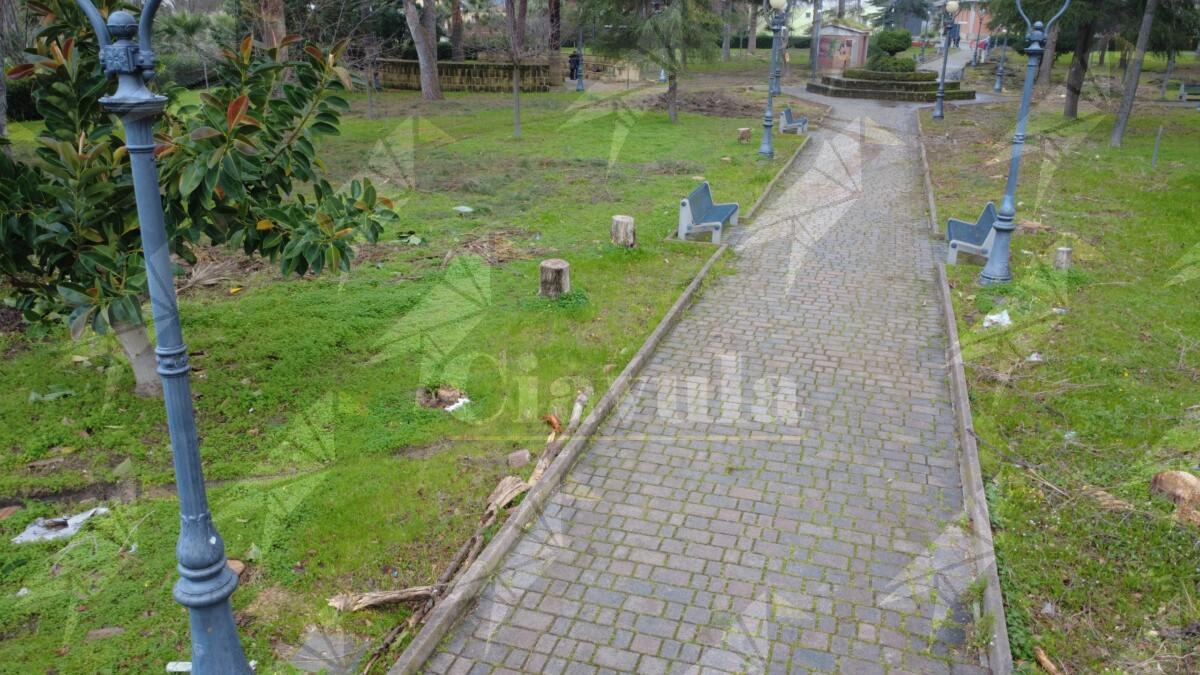 Le forze politiche di Caulonia unite per chiedere al comune di interrompere il taglio degli alberi