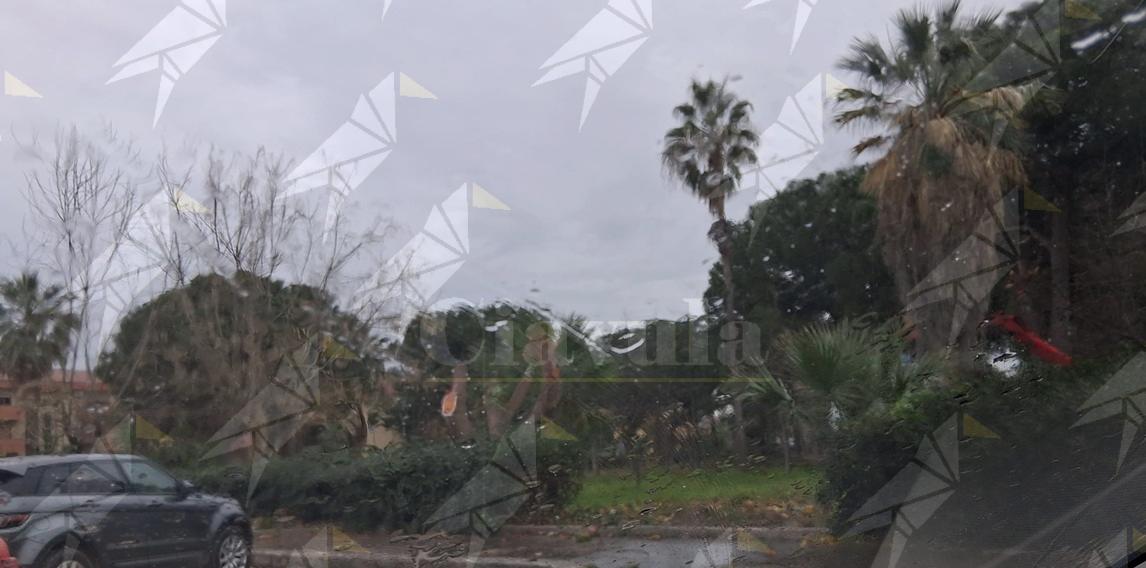 Ammendolia: “La strage di alberi nella villetta di Caulonia grida giustizia al Cielo!”