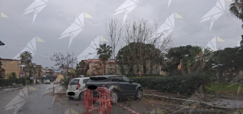 Taglio degli alberi alla villa A. Frammartino di Caulonia marina. L’assessore Commisso: “Sfoltiamo i cipressi e rinnoviamo i pioppi” Taglio degli alberi alla villa A. Frammartino di Caulonia marina. L’assessore Commisso: “Sfoltiamo i cipressi e rinnoviamo i pioppi”