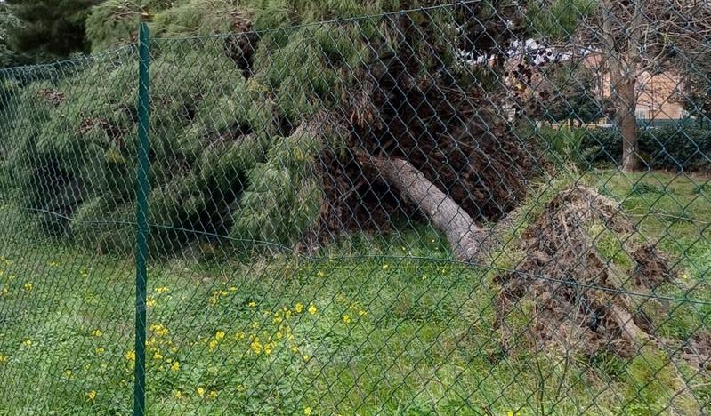 Tragedia sfiorata a Caulonia, a causa del vento crolla un grande albero nella zona del parco giochi