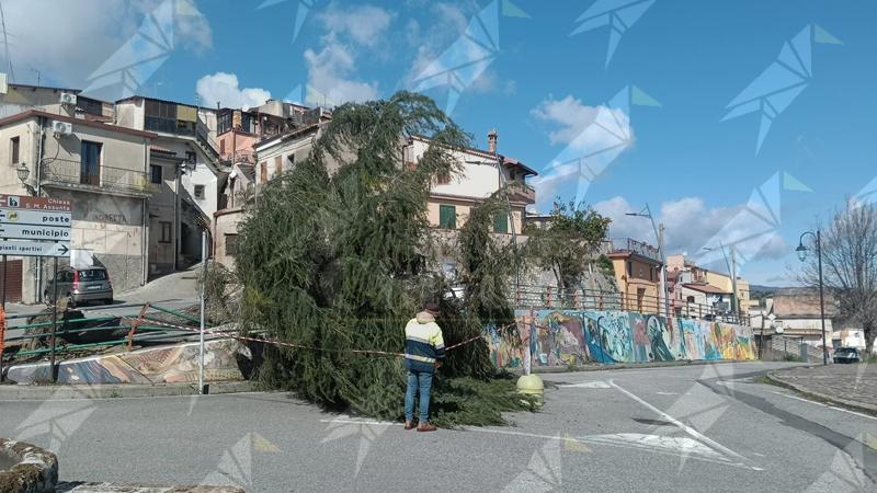 Maltempo a Camini: interventi per alberi caduti a causa del vento Maltempo a Camini: interventi per alberi caduti a causa del vento