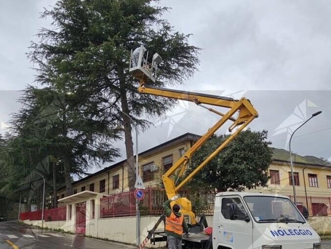 Prevenzione contro la processionaria: il Comune di Gioiosa Ionica interviene vicino alle scuole