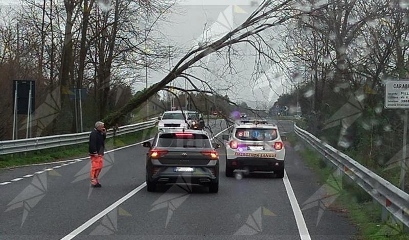 Sgc Ionio Tirreno temporaneamente interrotta per la caduta di un albero Sgc Ionio Tirreno temporaneamente interrotta per la caduta di un albero