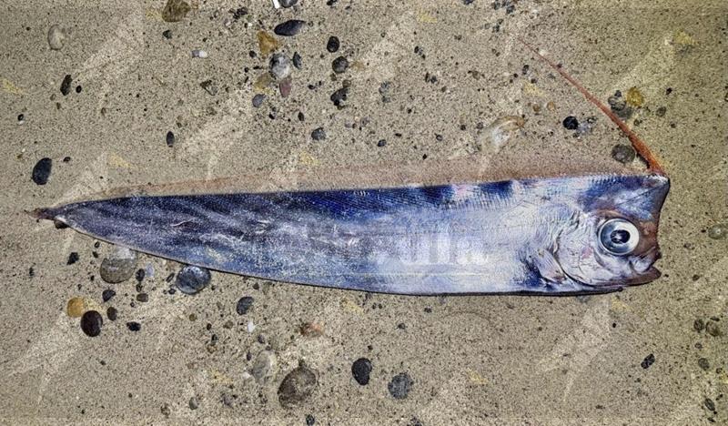 Trovato un rarissimo esemplare di “pesce liocorno” nello Stretto di Messina Trovato un rarissimo esemplare di “pesce liocorno” nello Stretto di Messina