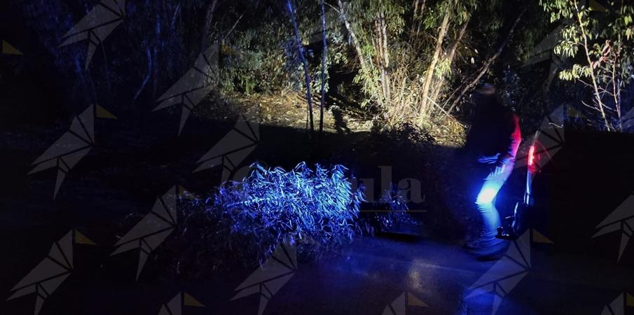 Nella notte a Caulonia crollo di alberi sulle strade, liberate dalla Protezione Civile