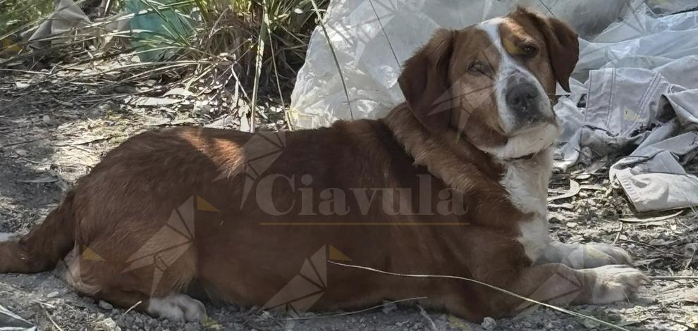 Cane smarrito tra Favaco di Stignano e Riace