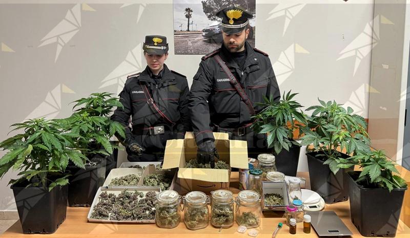 Coltivava marijuana per spacciarla: arrestato un uomo a Sellia Marina