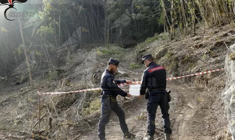 Ditta non autorizzata taglia alberi nel Parco del Pollino: denunciati titolare e operai, legna sequestrata Ditta non autorizzata taglia alberi nel Parco del Pollino: denunciati titolare e operai, legna sequestrata