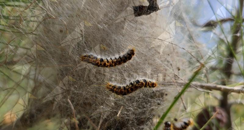Lungomare di Crotone invaso dalla processionaria: i residenti chiedono alle autorità di intervenire