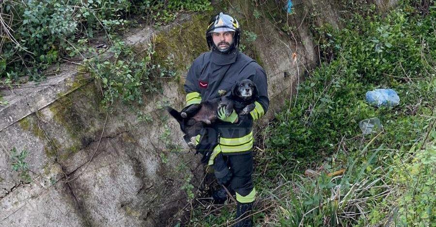 Cane precipita in un canalone nel vibonese: salvato dai Vigili del Fuoco