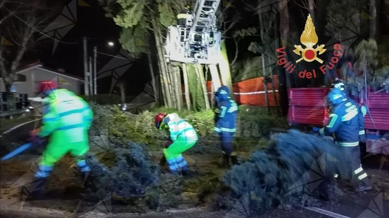 Rimossi alberi pericolanti sulla SS19 nel Catanzarese: strada riaperta dopo tre ore