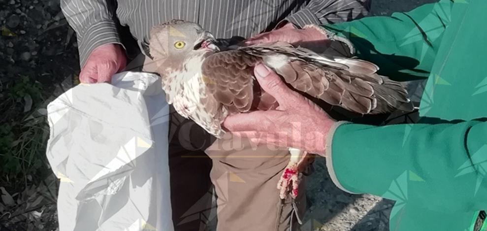 Falco impallinato durante la migrazione: torna l’incubo del bracconaggio