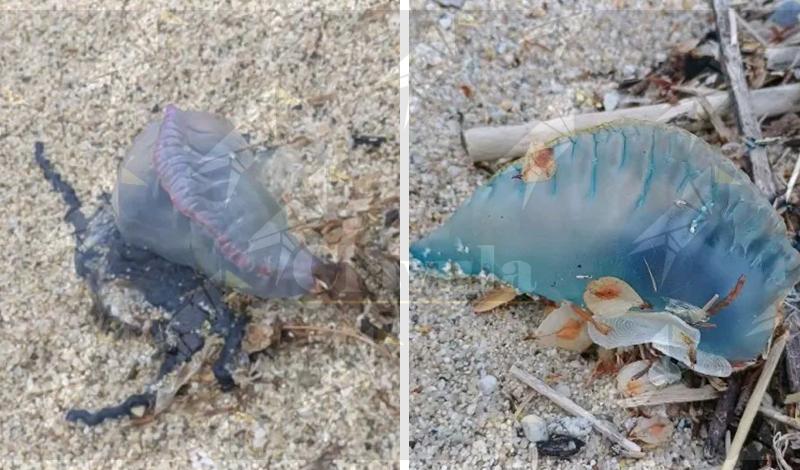 Allarme in Calabria per il ritrovamento di un esemplare di Caravella portoghese Allarme in Calabria per il ritrovamento di un esemplare di Caravella portoghese