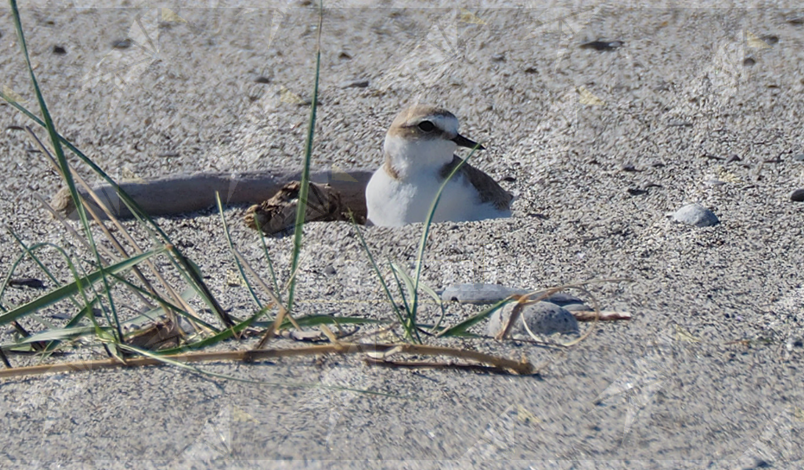 La LIPU mette in salvo i primi nidi di fratino della stagione a Camini, Santa Caterina dello Ionio e Falerna La LIPU mette in salvo i primi nidi di fratino della stagione a Camini, Santa Caterina dello Ionio e Falerna