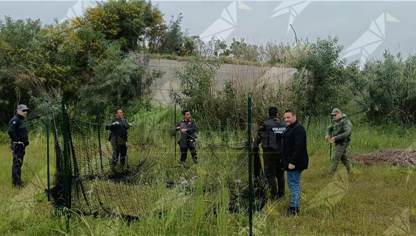 Emergenza cinghiali a Siderno, avviate operazioni di cattura e allontanamento