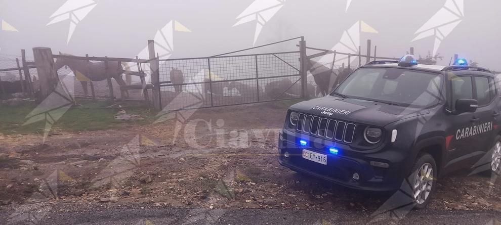 Scoperti e sequestrati 17 cavalli privi di tracciamento nel catanzarese Scoperti e sequestrati 17 cavalli privi di tracciamento nel catanzarese