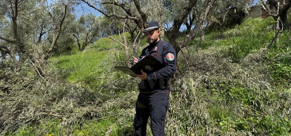 Taglio e espianto illecito di ulivi nel catanzarese. Oltre 200 mila euro di sanzioni Taglio e espianto illecito di ulivi nel catanzarese. Oltre 200 mila euro di sanzioni