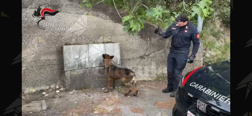 Droga occultata in area pubblica: operazione dei carabinieri nel catanzarese Droga occultata in area pubblica: operazione dei carabinieri nel catanzarese