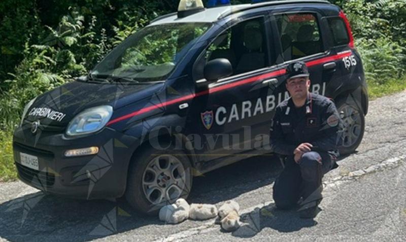 Cuccioli abbandonati in una scarpata salvati dai Carabinieri Forestali nell’Aspromonte
