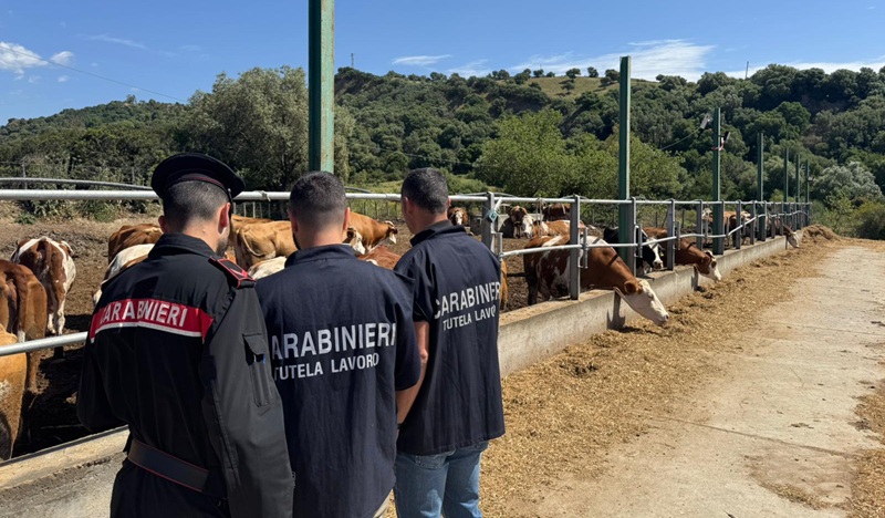 Operai in nero in un’azienda agricola del Catanzarese: titolare multato per 8mila euro