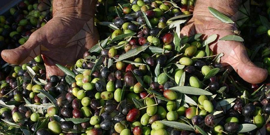 Olivicoltura in crisi: le cooperative calabresi chiedono interventiurgenti per salvare il comparto Olivicoltura in crisi: le cooperative calabresi chiedono interventiurgenti per salvare il comparto
