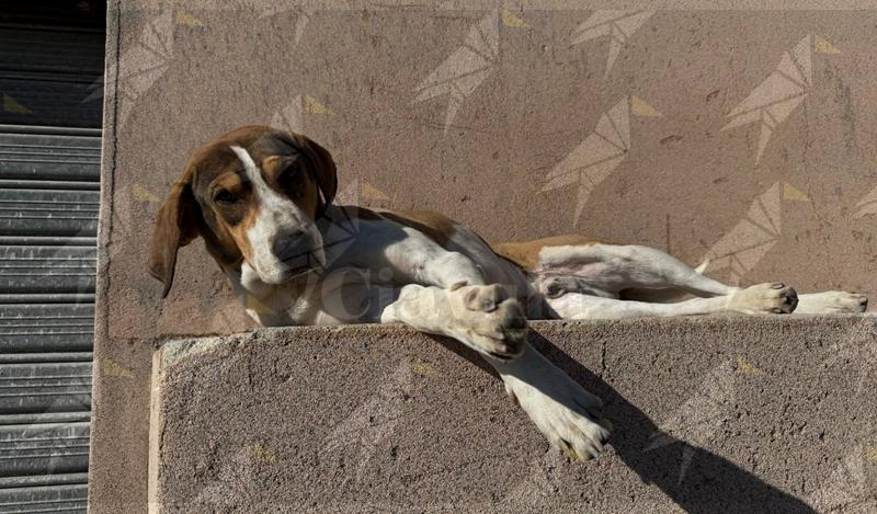 Focà di Caulonia sotto shock: strage di cani randagi, avvelenata una mamma con i suoi cuccioli